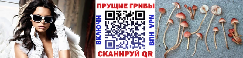 Галлюциногенные грибы ЛСД  купить   Курлово 